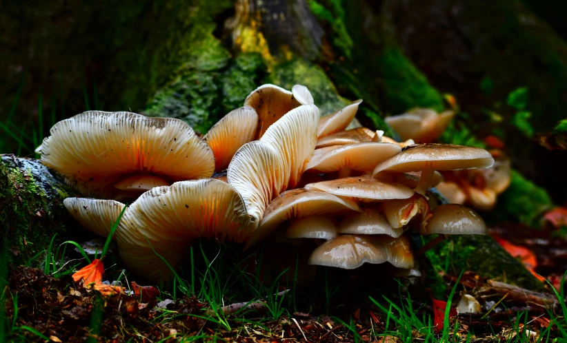 a group of mushrooms growing on some grass