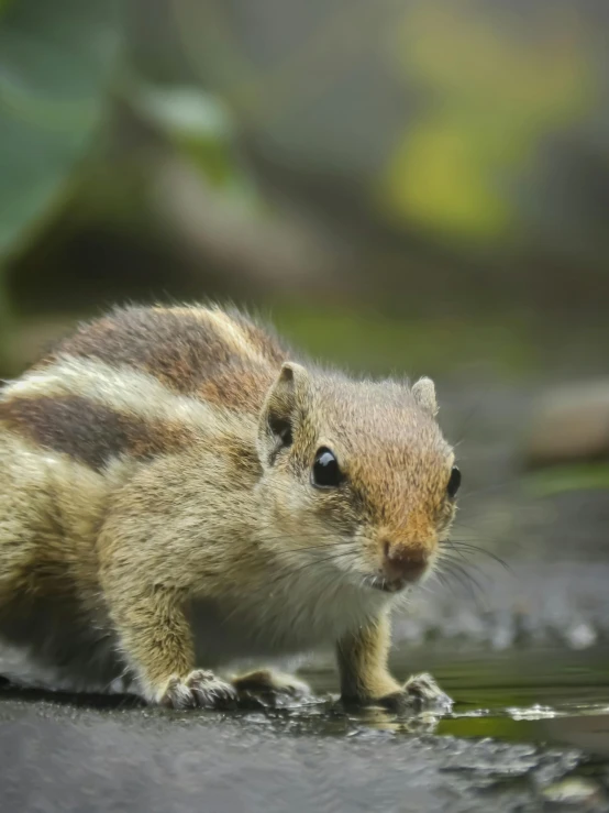 a small chipper eating on the ground