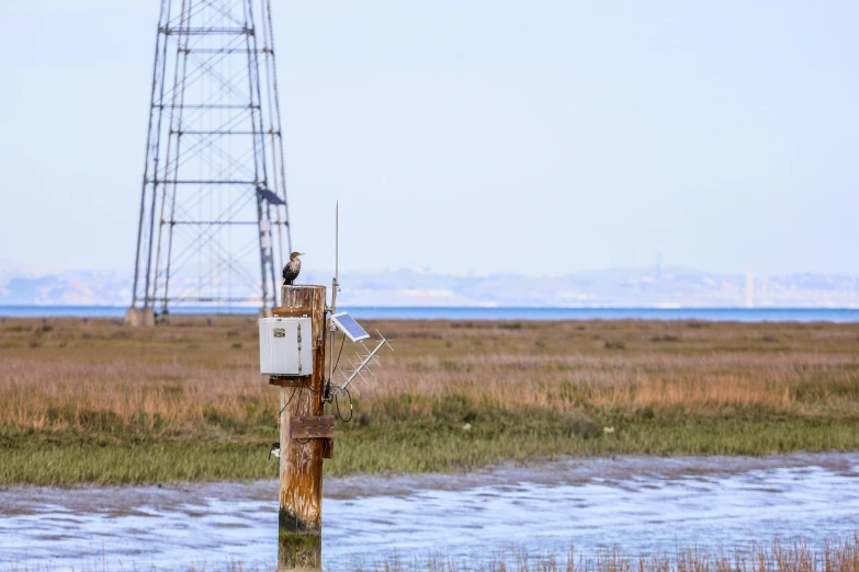 the birds are sitting on the telephone post in the marsh