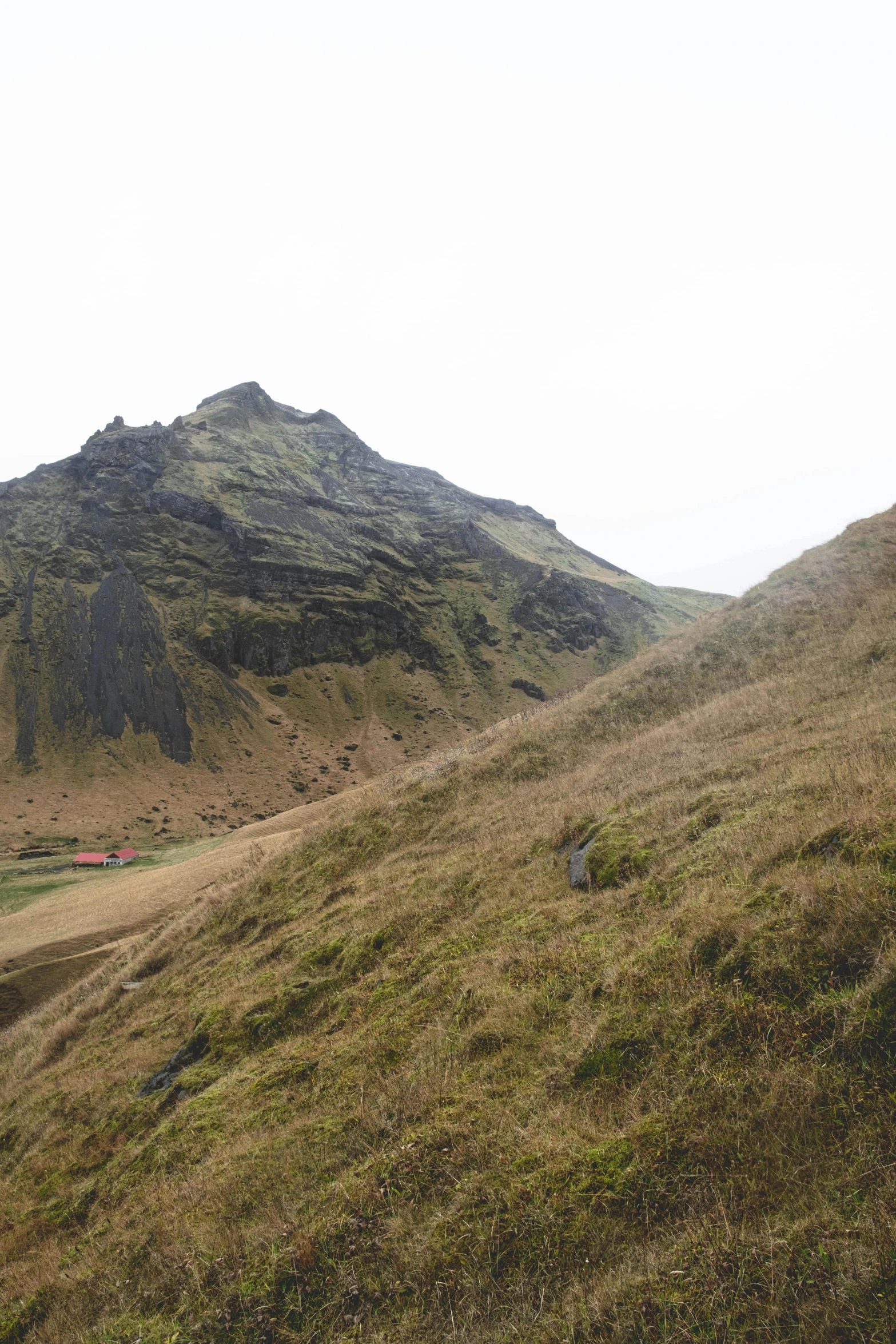 some animals are standing on the side of a hill