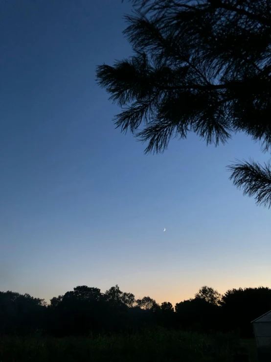 a tree sitting under a blue sky with the moon in the distance