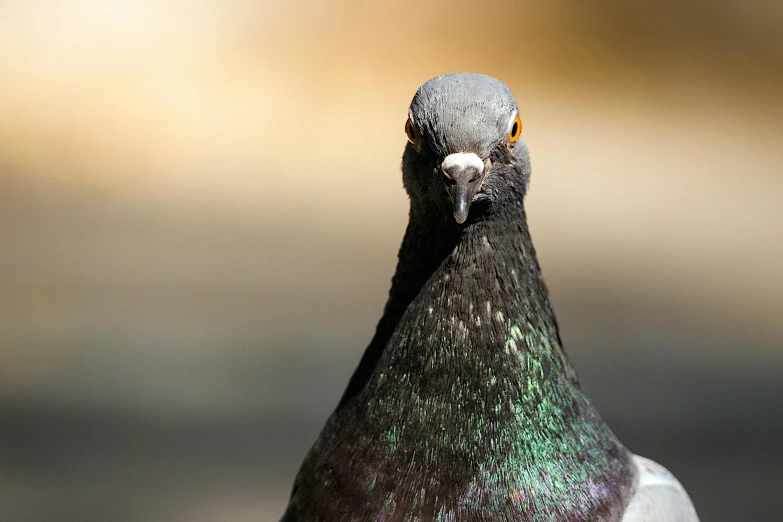 the back of a black bird with green accents