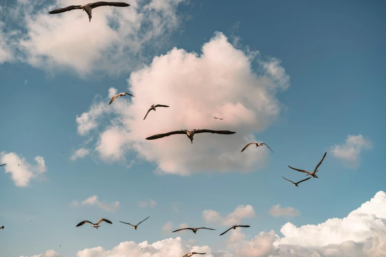 many seagulls fly through the sky and land
