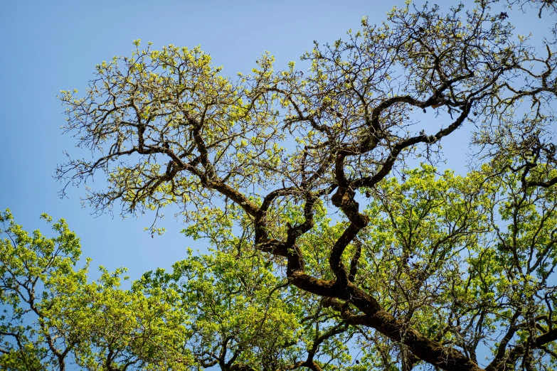 a tree in the forest has very thin nches