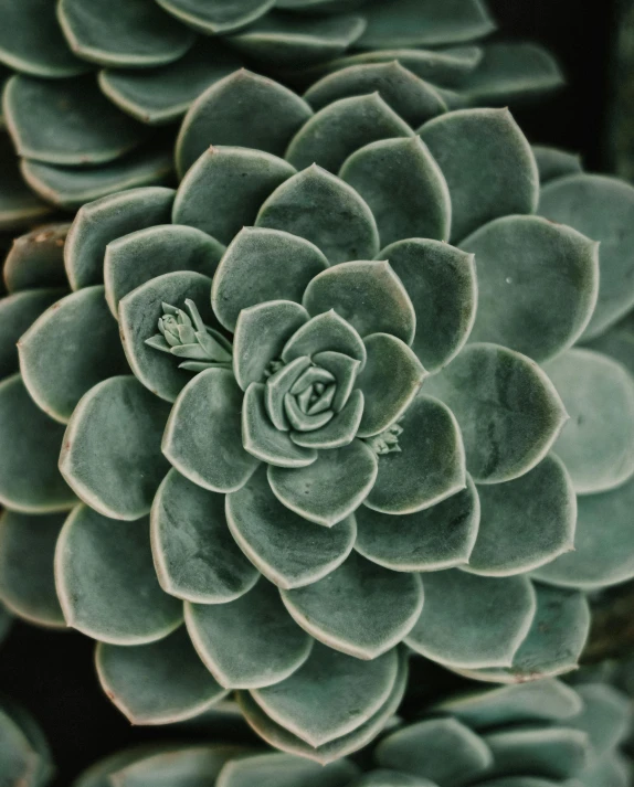 a close up s of the center of an ag agressia plant