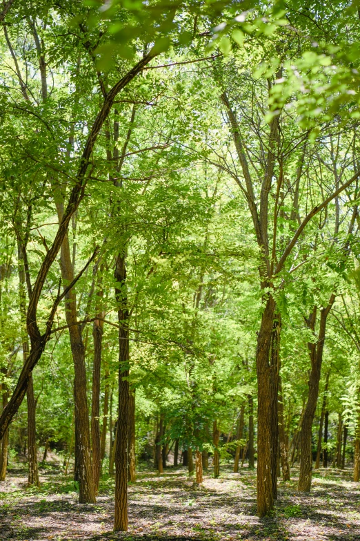 a wooded area with many trees and some flowers on the ground