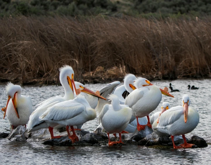 five white pelicans are sitting on top of rocks in a pond