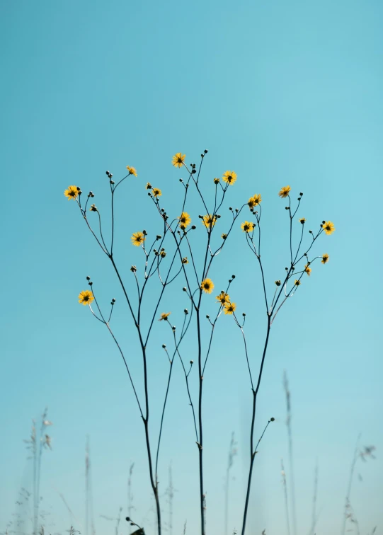 an image of a bird sitting on the tree