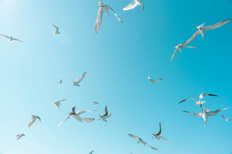 a flock of birds flying through a blue sky