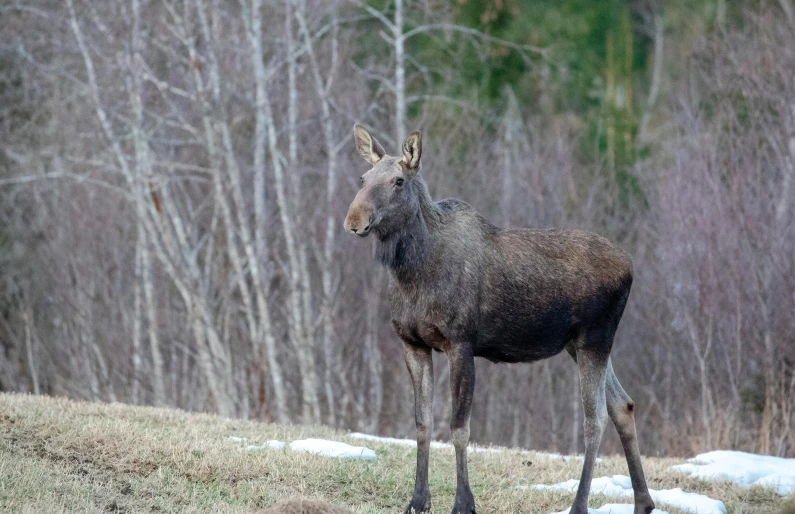 a moose is standing on the hill by trees