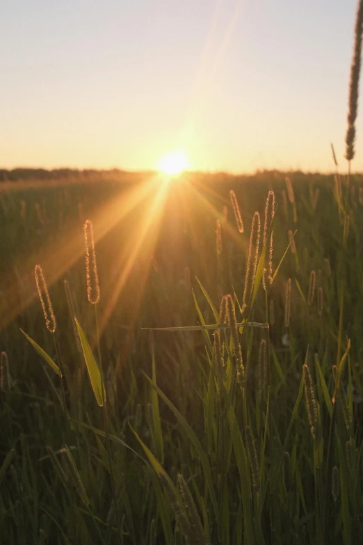 the sun rising over the grass with a wire fence