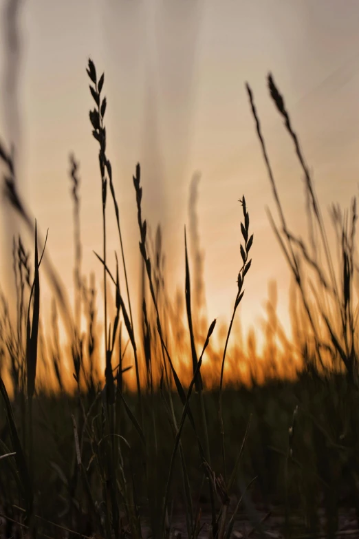 the sun sets over some dry grass by a field