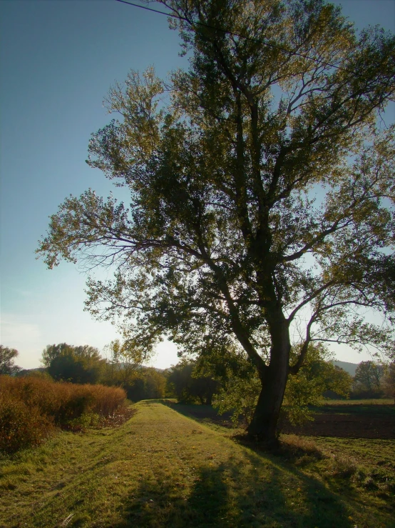 the tree is standing still in the field