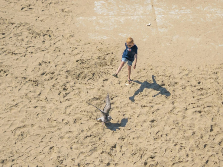 a man standing on top of a sandy beach next to a small bird