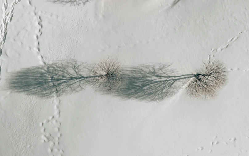 an aerial view of trees and white sand