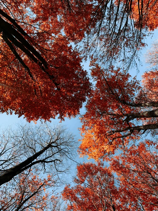 the sky is very cloudy, and there are lots of trees