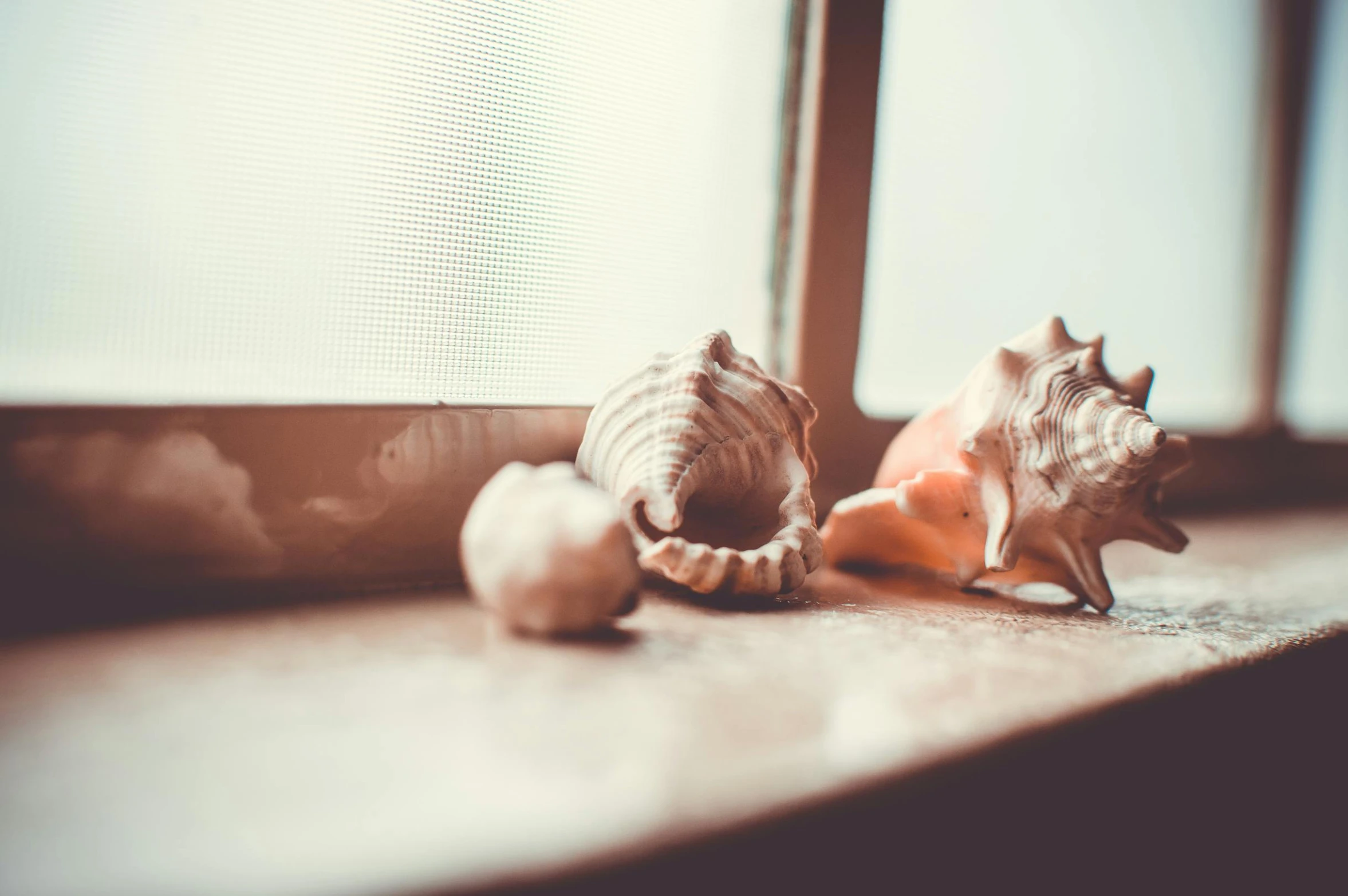 three shells are lined up against the wall