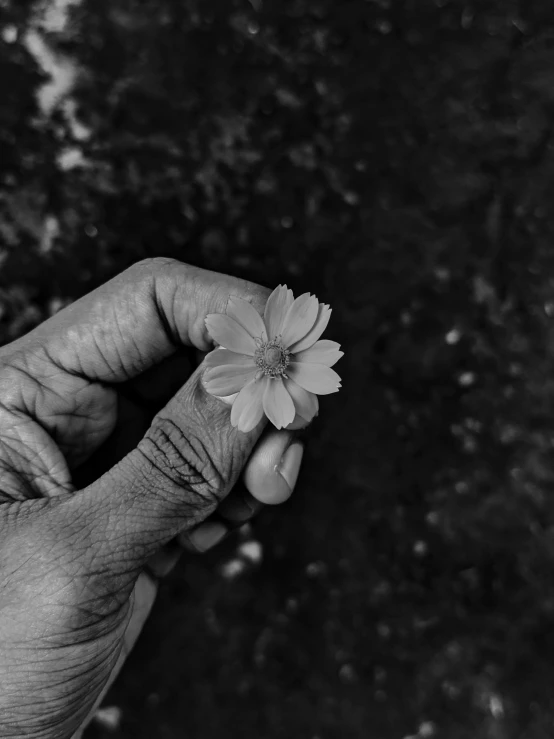 a hand holding a flower with a black and white background