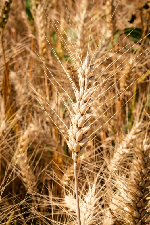 closeup of wheat in front of a background of golden wheat