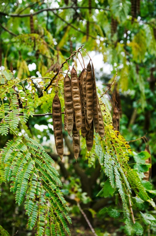 leaves are hanging from a tree in a forest