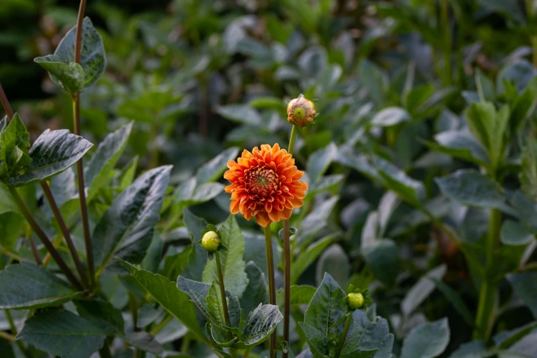 orange and yellow flower in the middle of lush green foliage