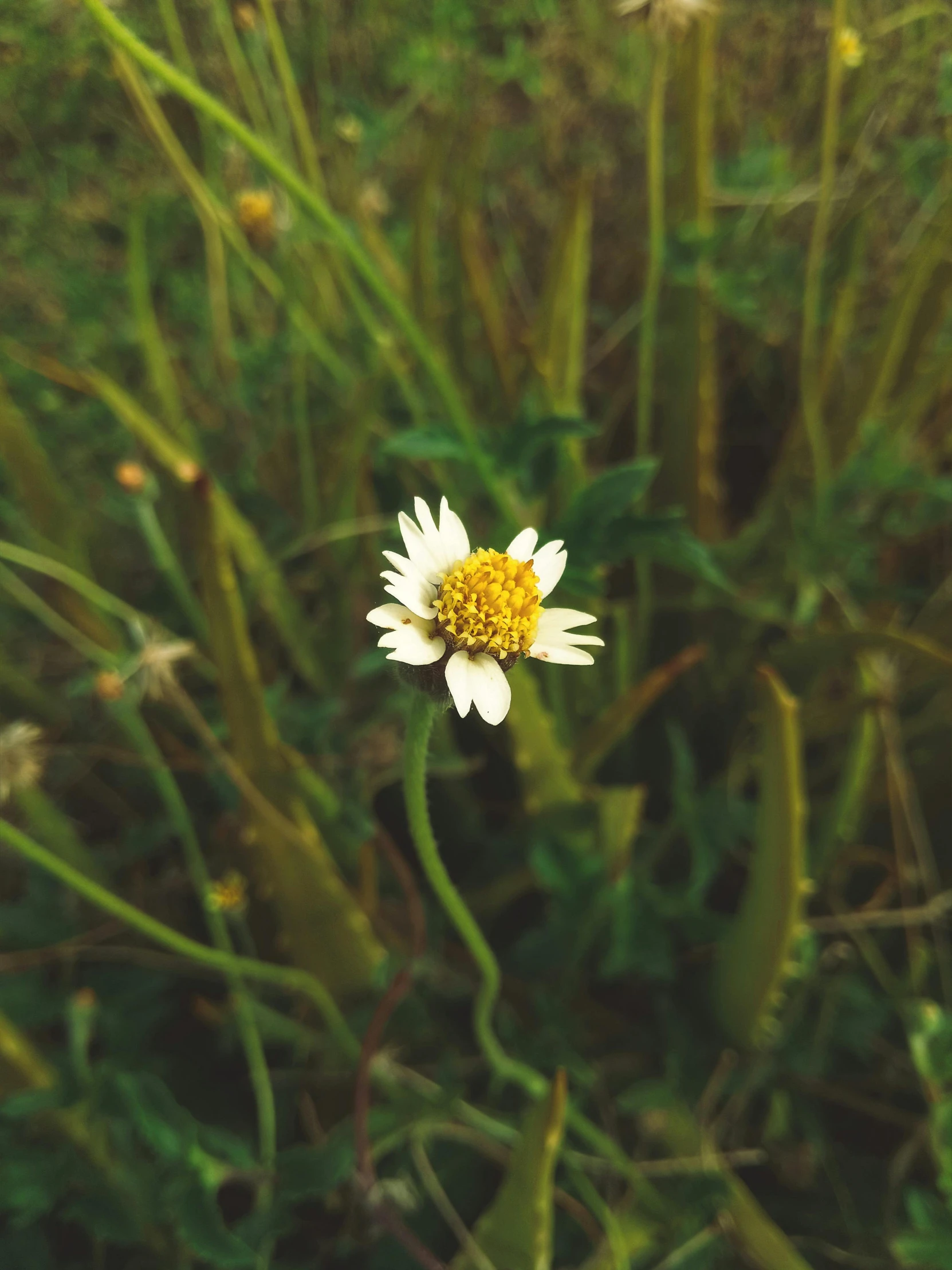 a field full of tall grass with a yellow center