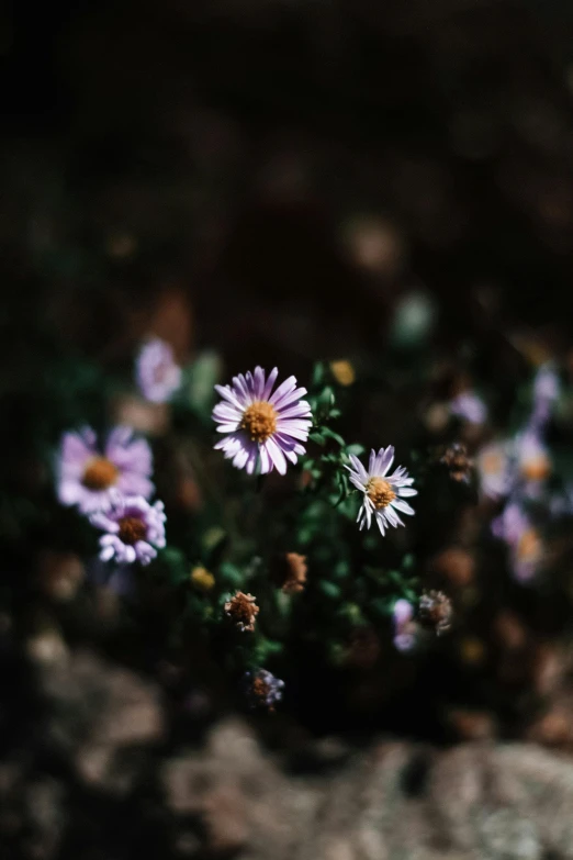 three purple daisies growing out of the soil