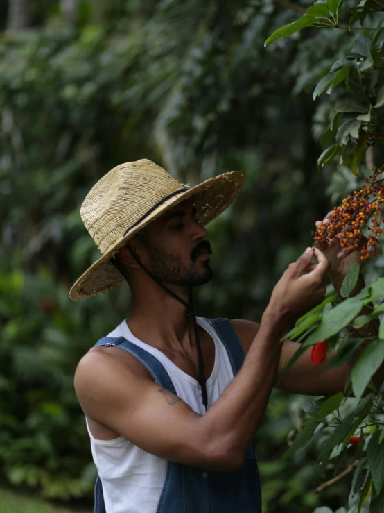 a man in a hat picks berries from a tree