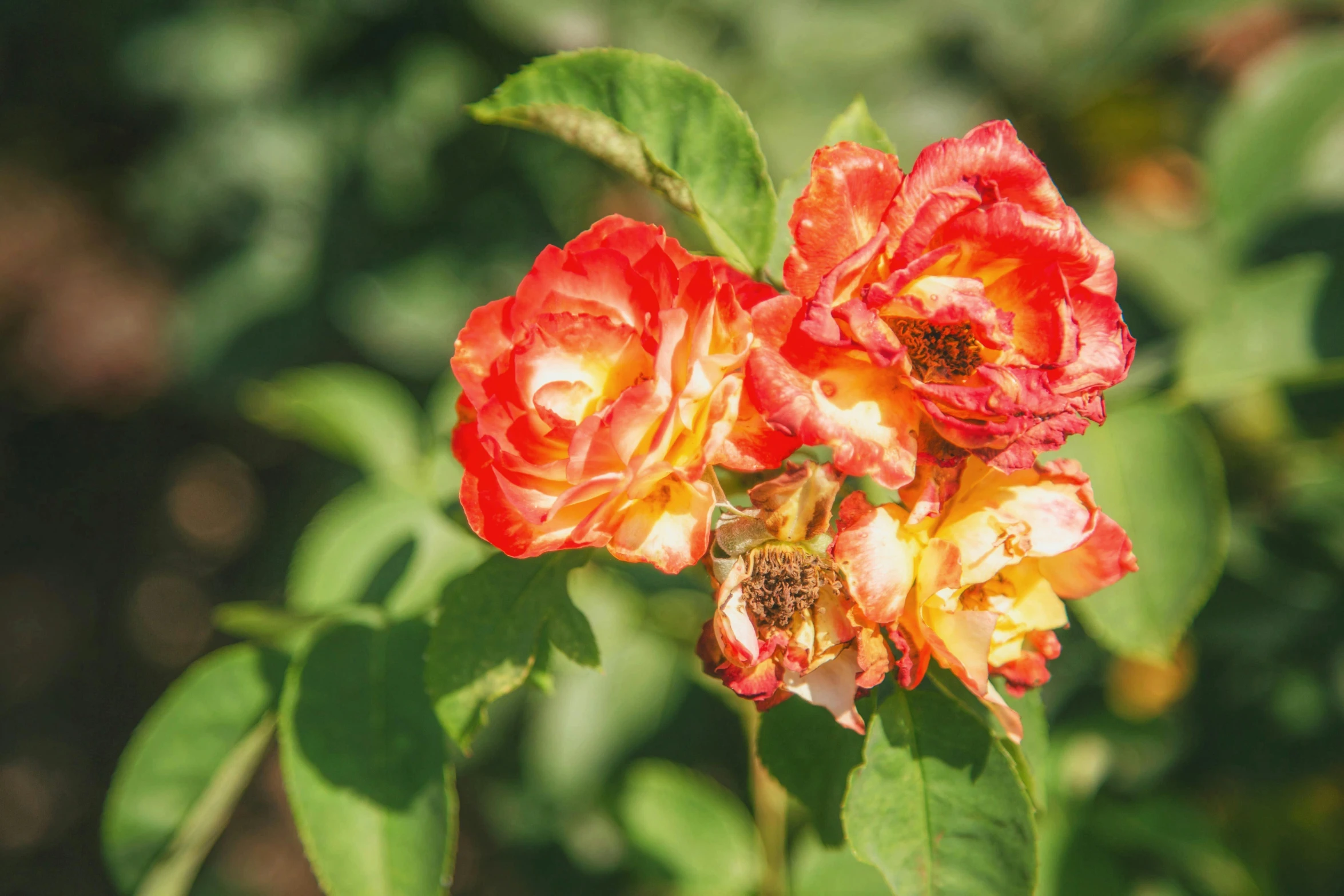 two red flowers with yellow centers on them