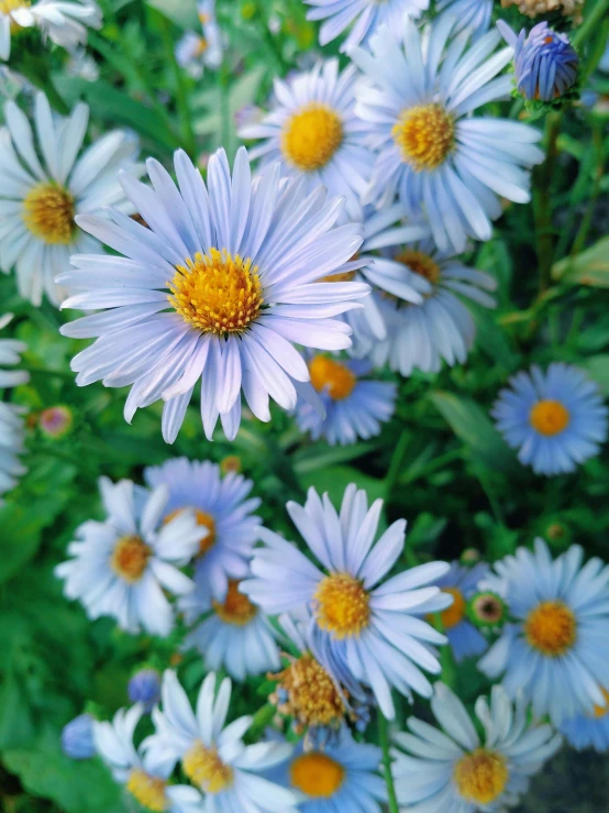 many different blue and yellow flowers with petals