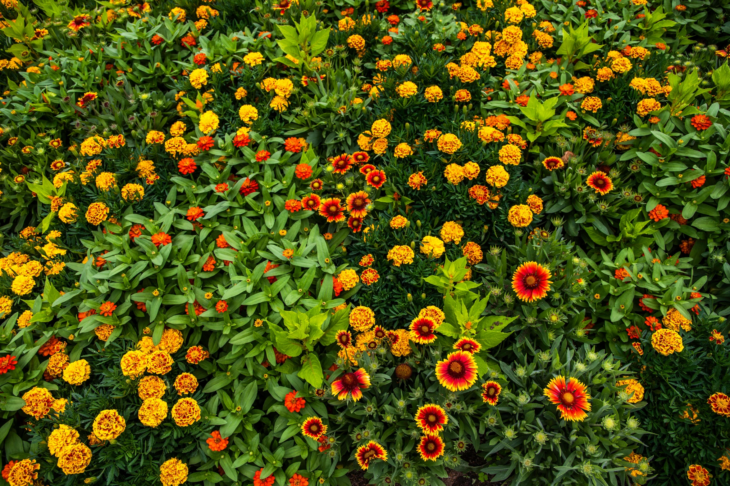 a very large amount of colorful flowers in a field