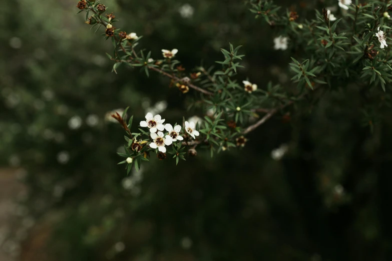 the small white flowers are growing on a tree