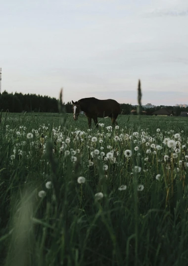 there is a cow standing in the middle of a field of dandelions