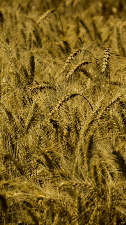 a large field full of yellow wheat blowing