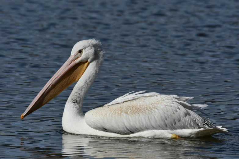 a large white bird floating on top of a lake