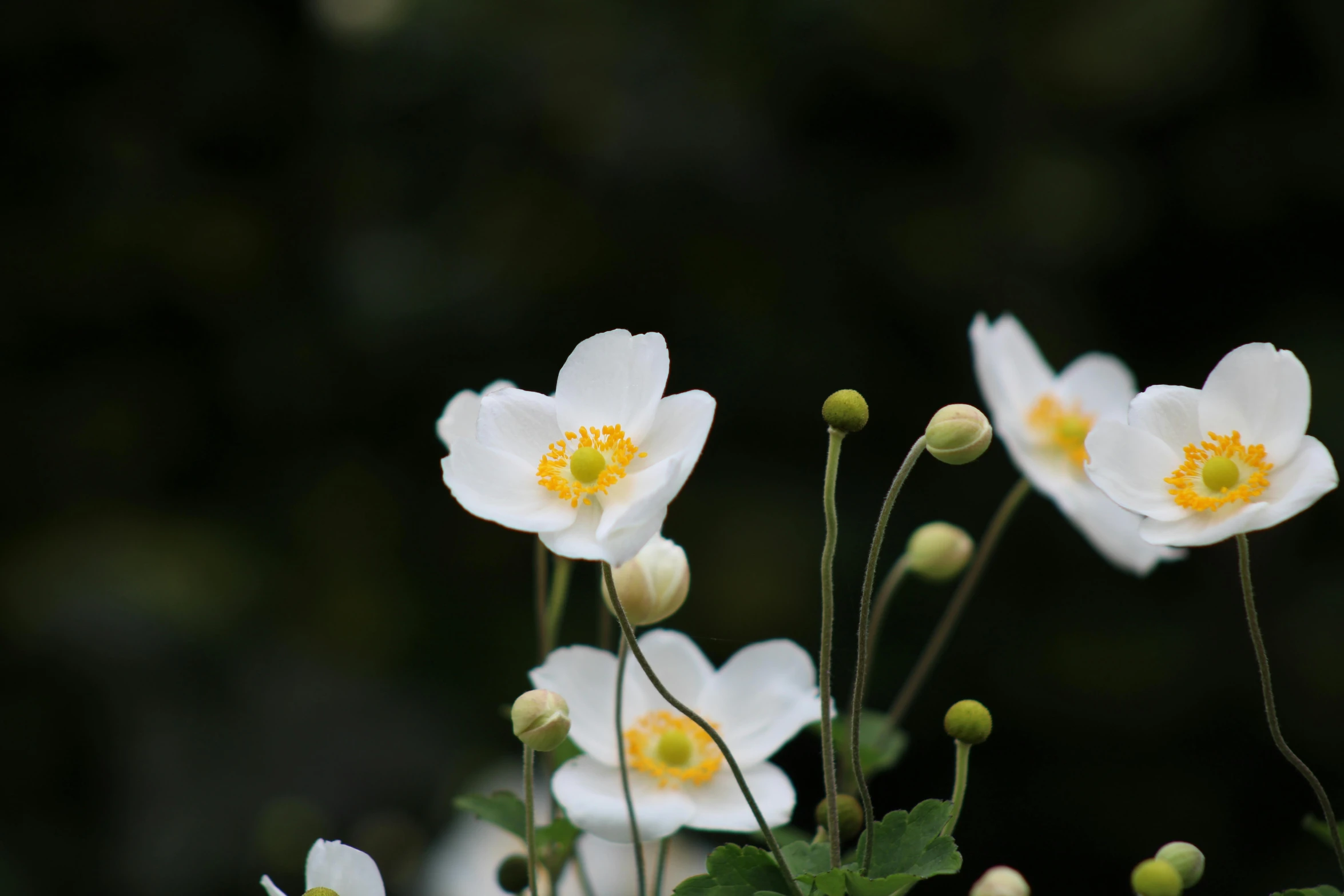 a small group of flowers with large leaves