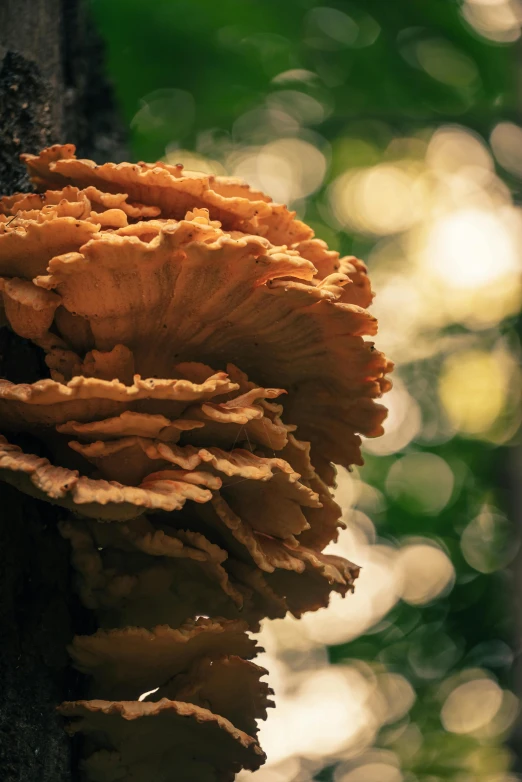 a tree is covered in some orange colored mushrooms