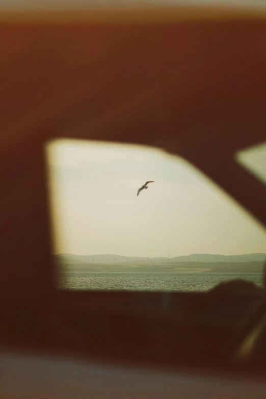 bird flying over calm water taken out a window