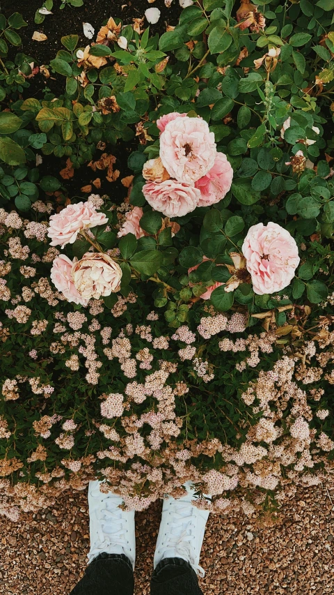 two pairs of white socks and pink flowers growing from them