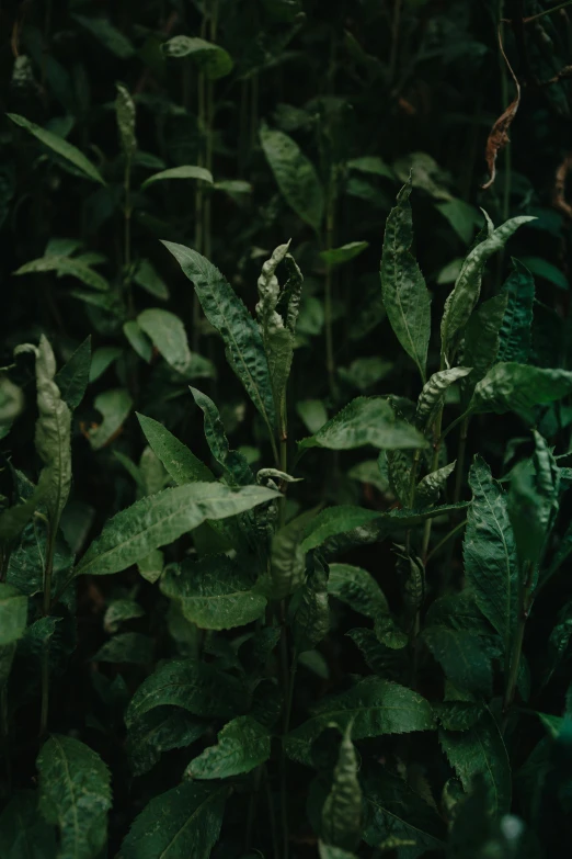 leaves are splayed to the ground in the dark