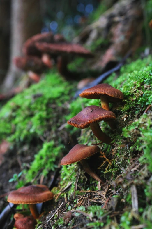 a bunch of brown mushrooms are on the ground