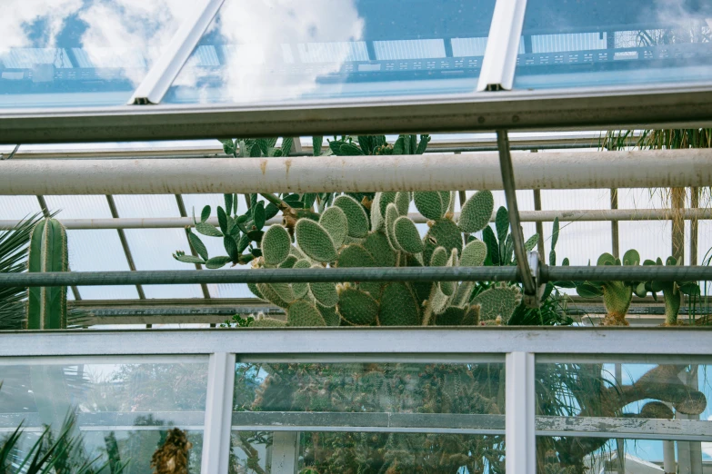 cactuses growing in a pot outside a building