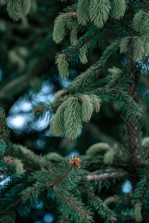 close up s of a pine tree with a green background