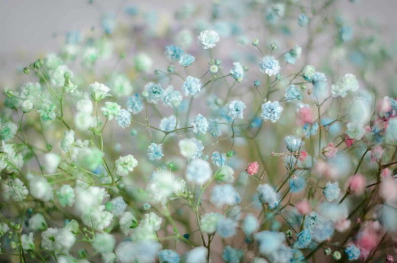 blue and white flowers in a pink vase