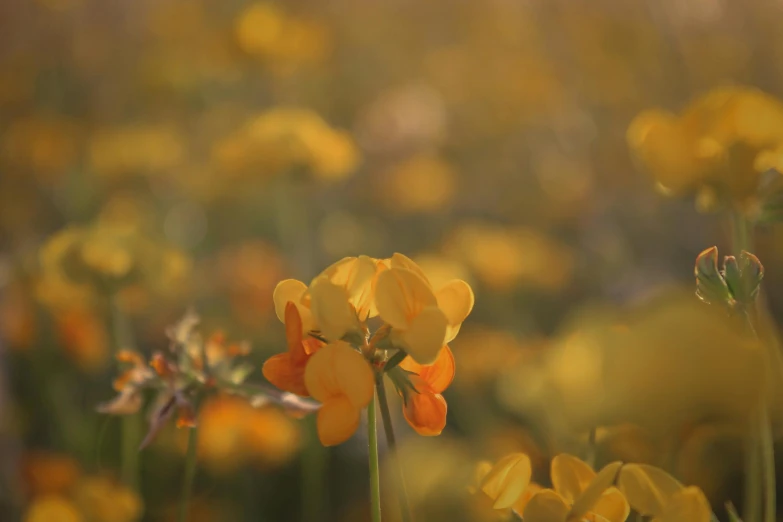 closeup of the yellow flowers in an open field