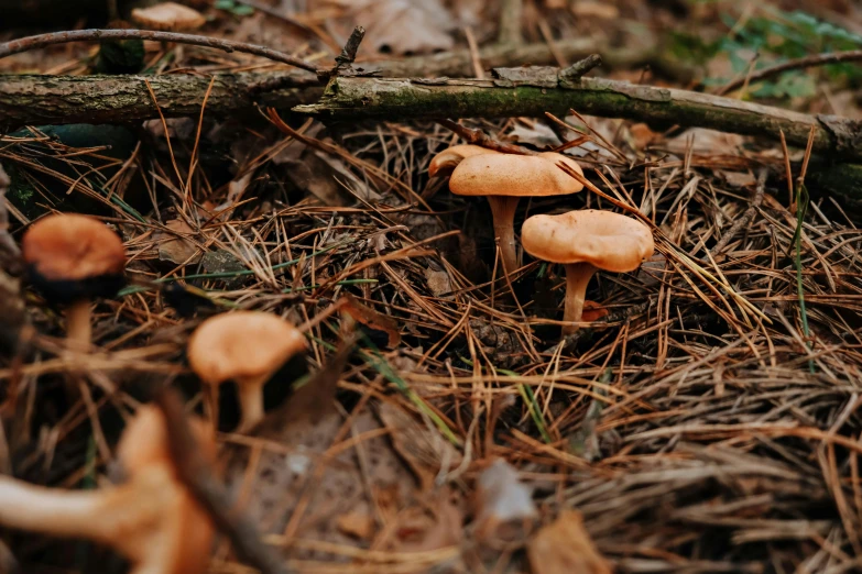 several mushrooms in the ground among the dry grass