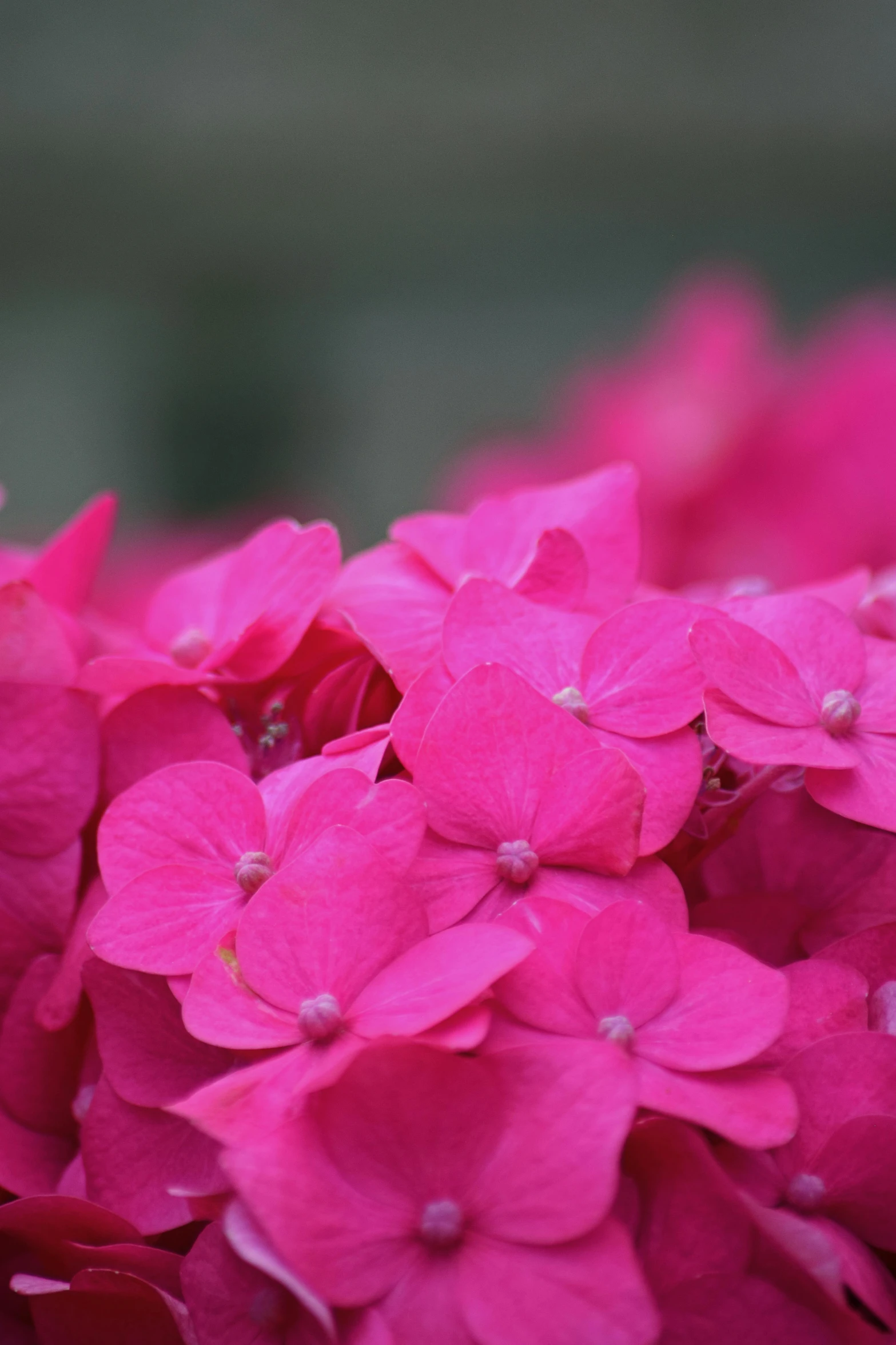 closeup of pink flowers with water drops on the petals