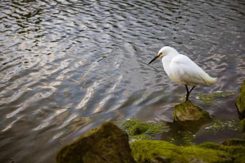 a white bird stands on rocks near water