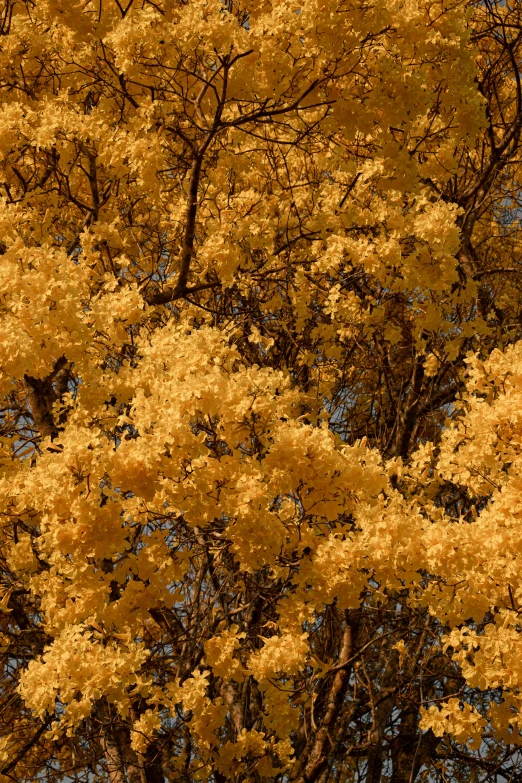 yellow trees against blue sky in the fall