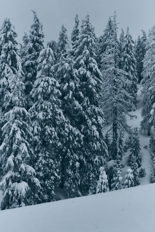 an expanse of snow covered trees stand out in the background